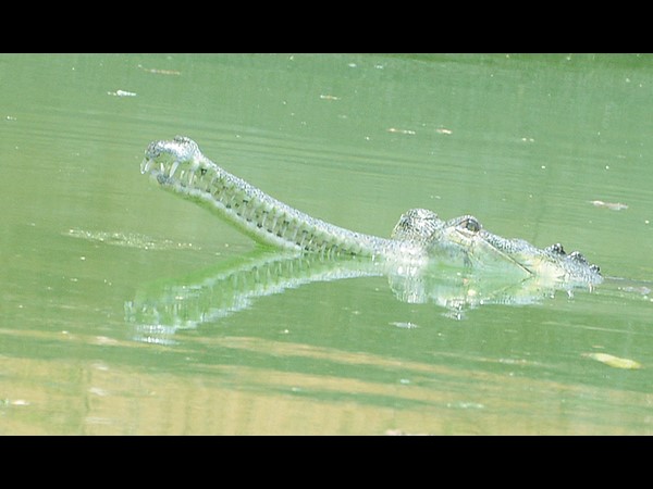 భానుడి భగభగ