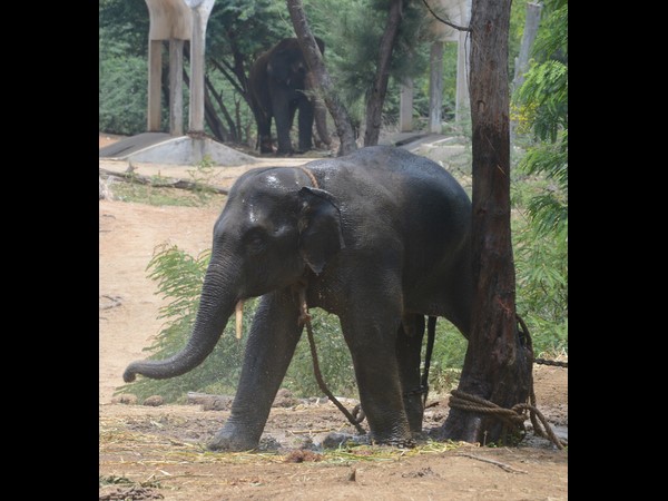 భానుడి భగభగ