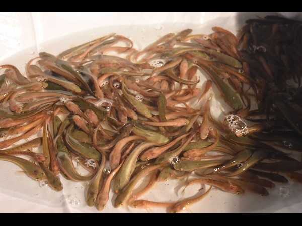 చేప పిల్లలు