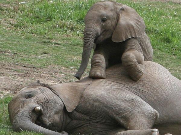 2 Elephants in an Hailakandi district Court in Cross-Border Custody Battle 2 Elephants in an Hailakandi district Court in Cross-Border Custody Battle