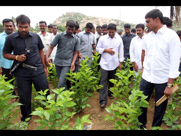 పంటపొలాల్లో జగన్