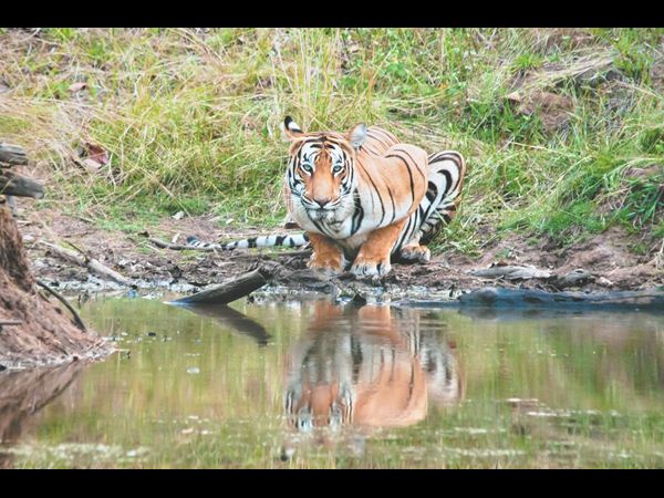 సేవ్ టైగర్స్