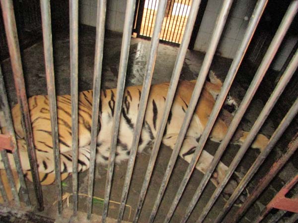 Tiger escapes from enclosure at nehru zoological park