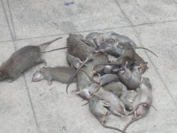 ఆస్పత్రిని పరిశీలించిన డైరెక్టర్