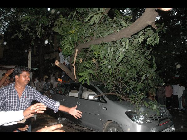 సచివాలయంలోని కూలిన చెట్టు