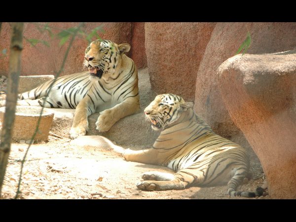  తిరుపతి ఎస్వీ జూపార్క్‌లో సింహం, తెల్లపులి మృతి