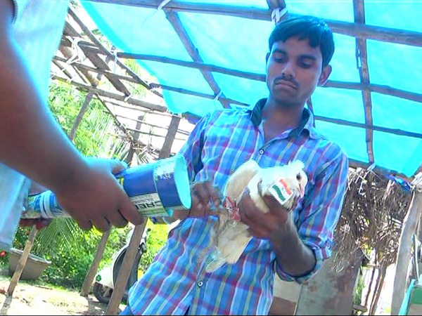 Sadism At Its Peak: Pigeons Tied To Rockets To Welcome APCC Chief Sadism At Its Peak: Pigeons Tied To Rockets To Welcome APCC Chief