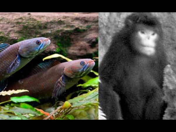 Walking fish, sneezing monkey discovered in Himalayas Walking fish, sneezing monkey discovered in Himalayas