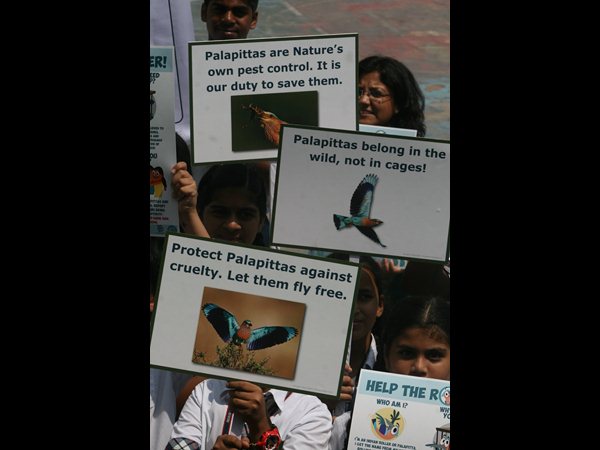 పాలపిట్ట