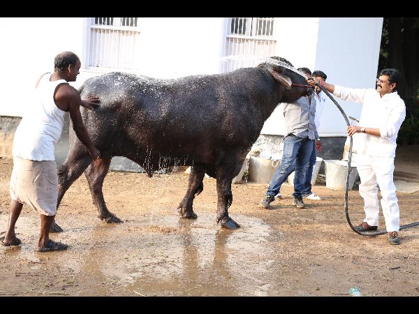 దున్న 'యువరాజు'