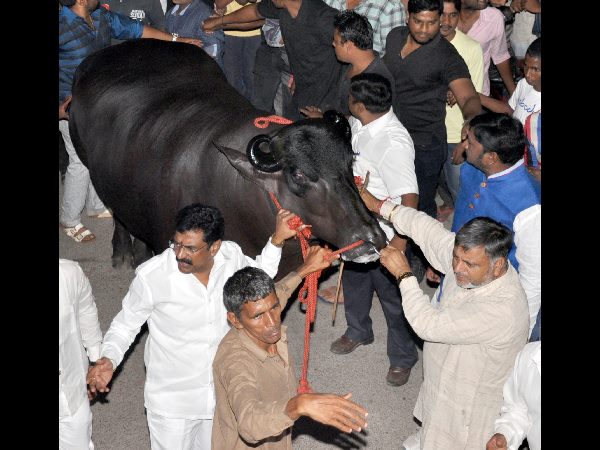 హర్యానా నుంచి తెచ్చారు.. హర్యానా నుంచి తెచ్చారు..