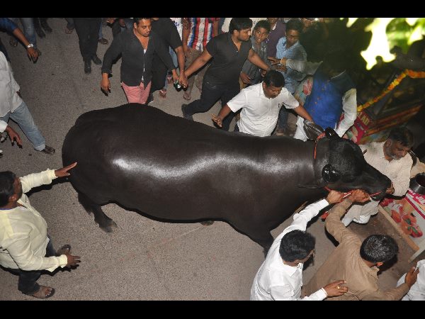 భలే రాజసం భలే రాజసం