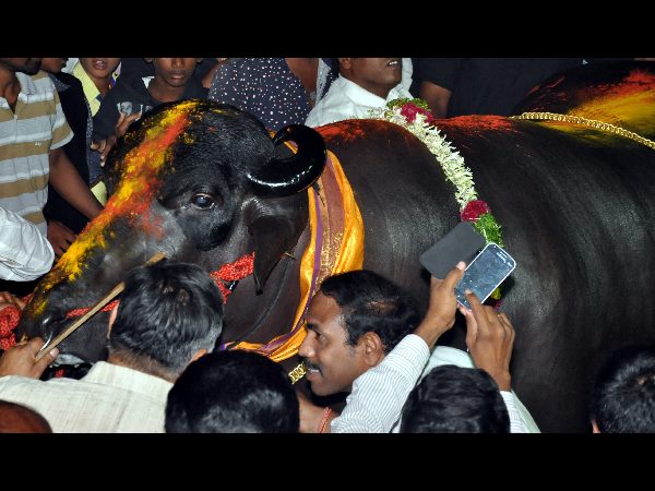 మసాజ్ ఆయిల్తో.. మసాజ్ ఆయిల్తో..