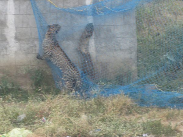 Leopard creates Panic in medak district and attacked by woman