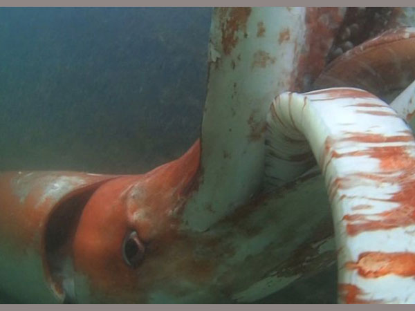 జపాన్ సముద్ర తీరంలో వింతజీవి