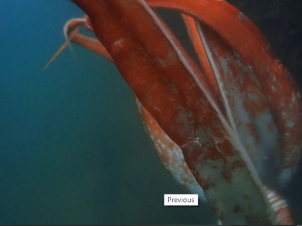  జపాన్ సముద్ర తీరంలో వింతజీవి