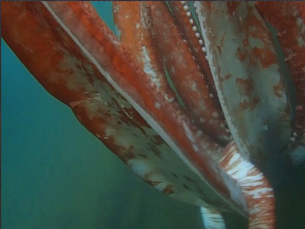 జపాన్ సముద్ర తీరంలో వింతజీవి