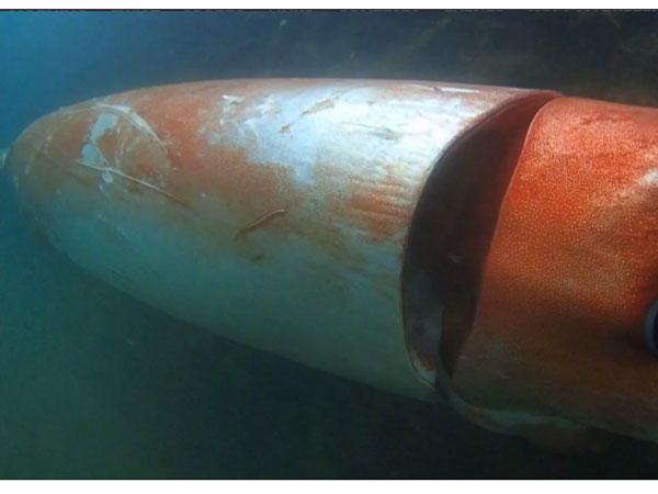 జపాన్ సముద్ర తీరంలో వింతజీవి