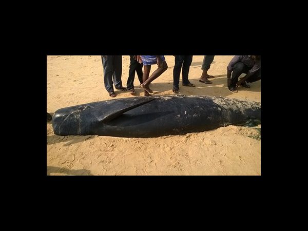 తిమింగలాలు