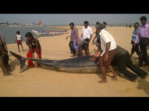 తిమింగలాలు