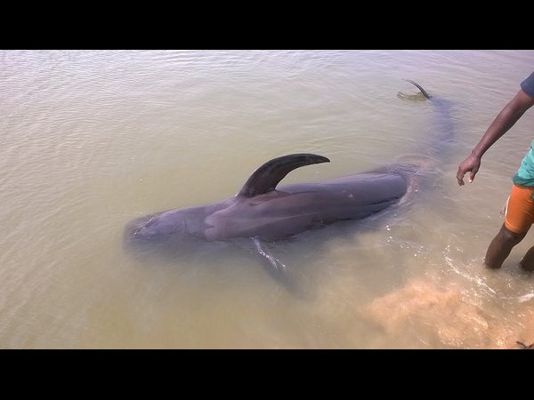 తిమింగలాలు