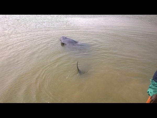 తిమింగలాలు