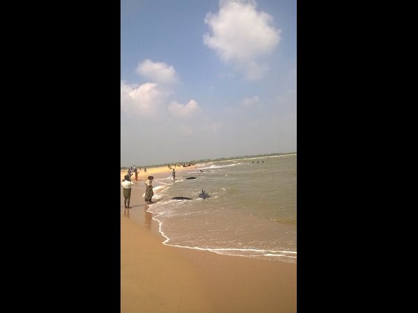 తిమింగలాలు