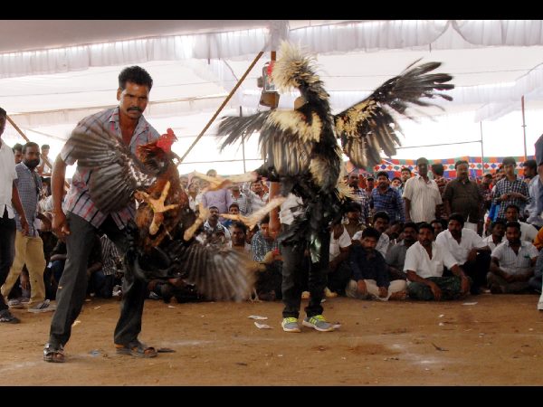 కోడి పందాలతో పాటు జల్లికట్టు