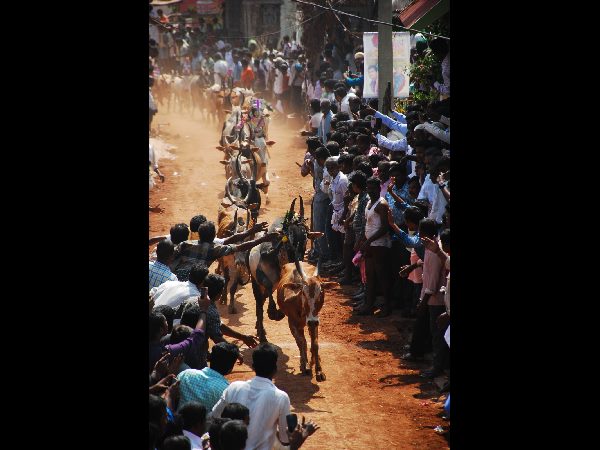 జల్లికట్టు జల్లికట్టు