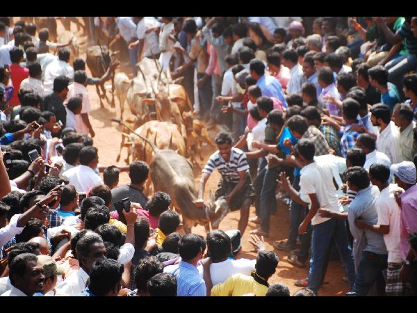 జల్లికట్టు జల్లికట్టు