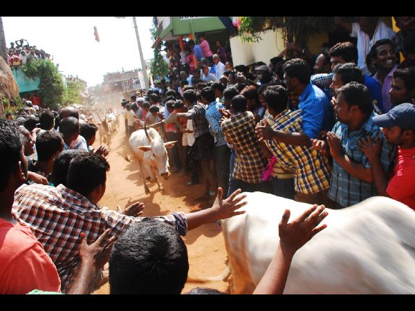 జల్లికట్టు జల్లికట్టు