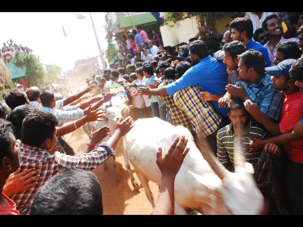జల్లికట్టు జల్లికట్టు