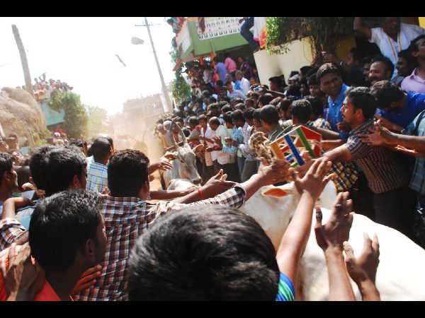 జల్లికట్టు జల్లికట్టు