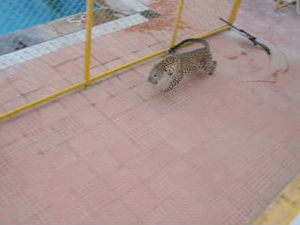 చిరుతపులి