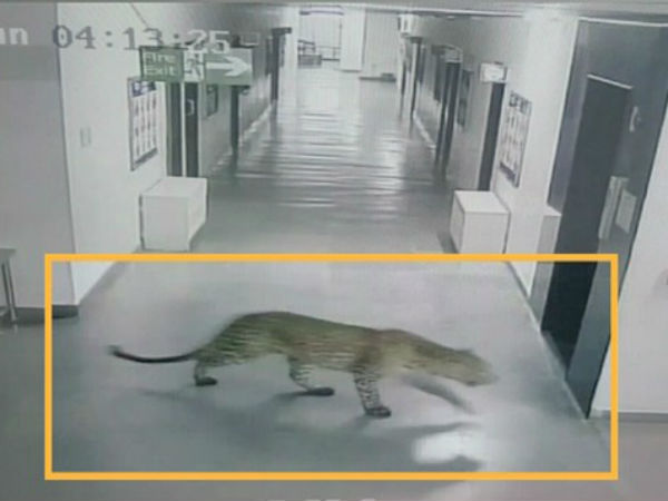 చిరుతపులి