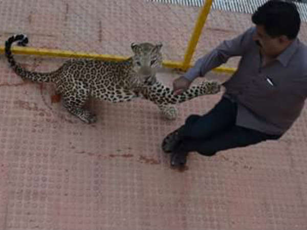 చిరుతపులి