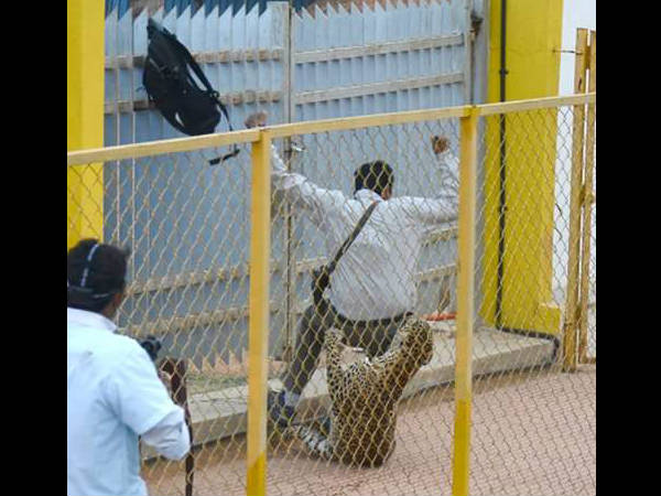 చిరుతపులి