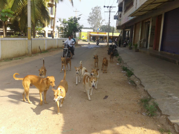 Brutally dogs attacked and kill 2 year old girl in kapra, Hyderabad Brutally dogs attacked and kill 2 year old girl in kapra, Hyderabad