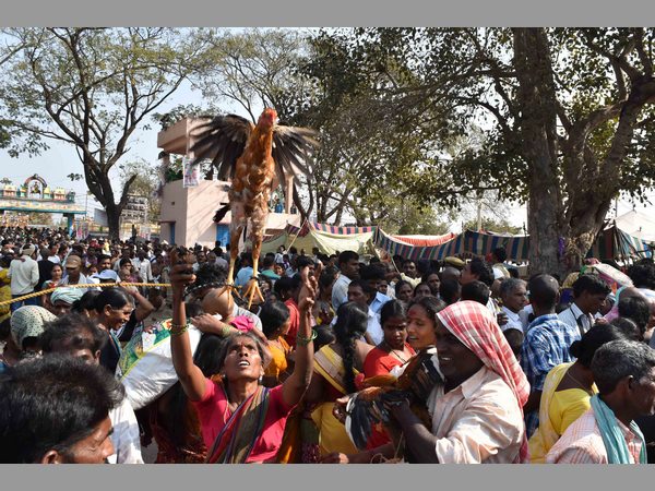  మేడారం జాతరలో సతీసమేతంగా బాలకృష్ణ, కేసీఆర్ పర్యటన రద్దు