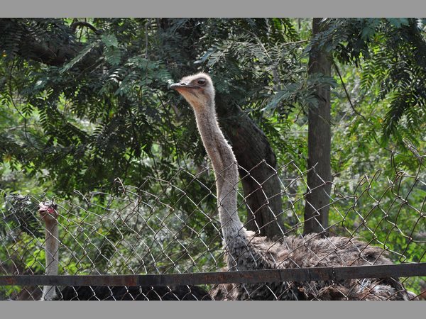 విశాఖ జూ
