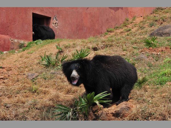 విశాఖ జూ