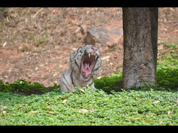 విశాఖలో పులులకు పుట్టిన రోజు వేడుక