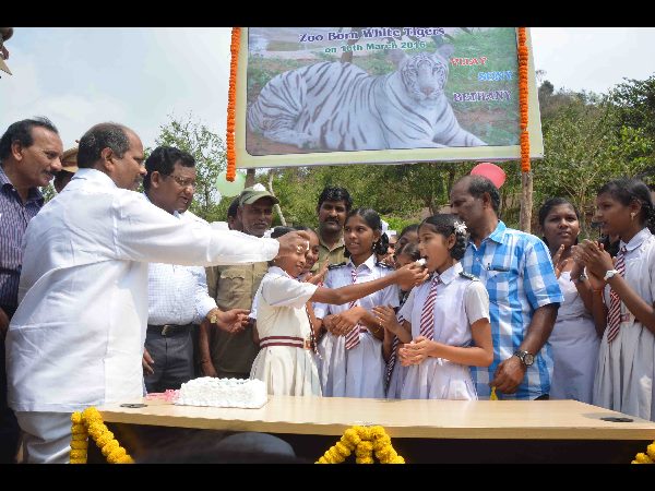 విశాఖలో పులులకు పుట్టిన రోజు వేడుక