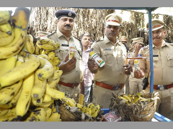  పోలీసులు దాడులు: అరటిపండు రంగు వెనుక అసలు నిజం ఇదే?