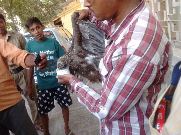 గద్దను రక్షించారు