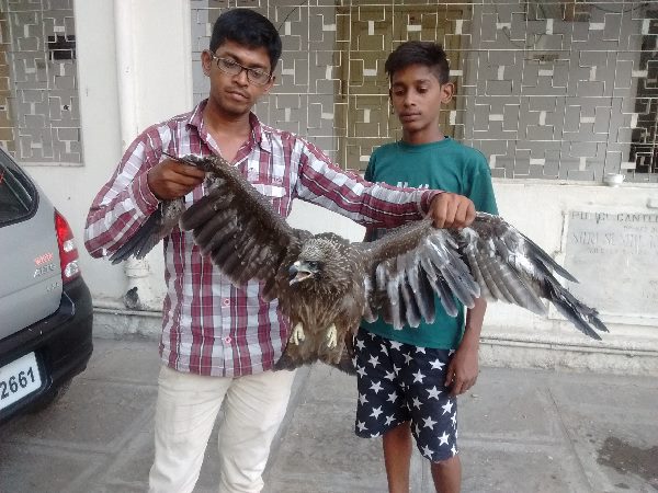 గద్దను రక్షించారు