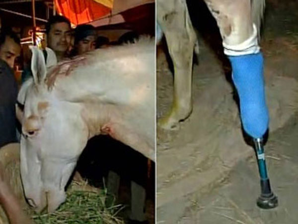 Uttarakhand Police Horse Shaktiman, Injured During BJP Protest, Dies