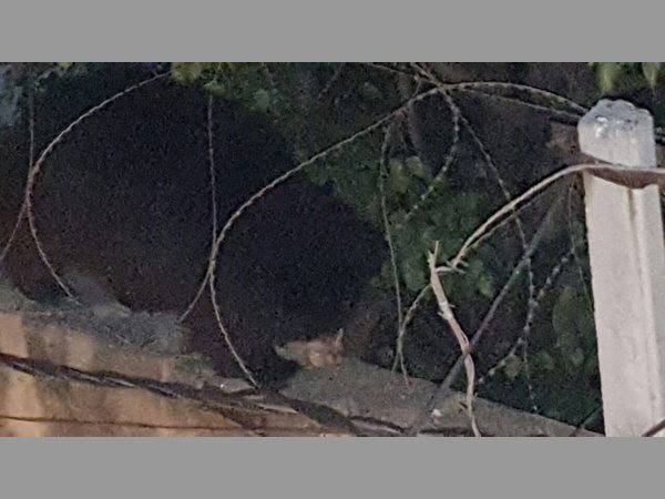 ఎలుగుబంటి