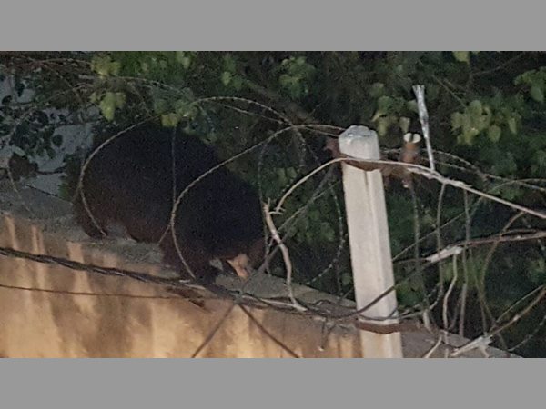 ఎలుగుబంటి