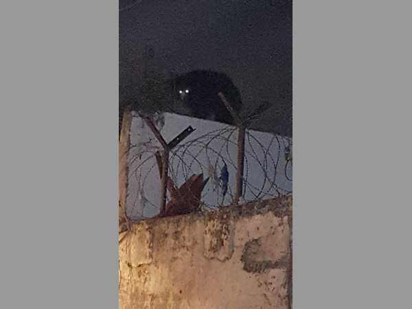 ఎలుగుబంటి